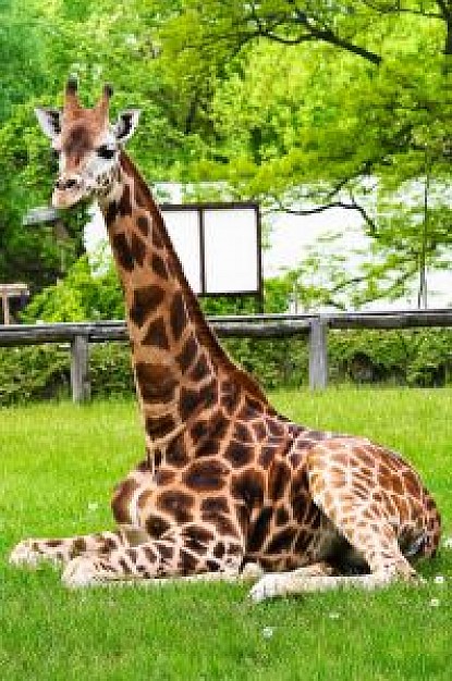 giraffe sitting at zoo grass over nature background