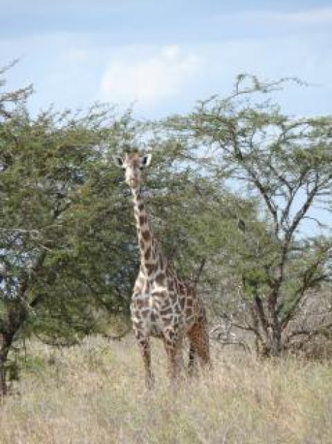 giraffe spotted under tree in africa