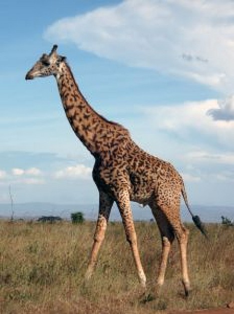 giraffe walking at grassland and blue sky and clouds