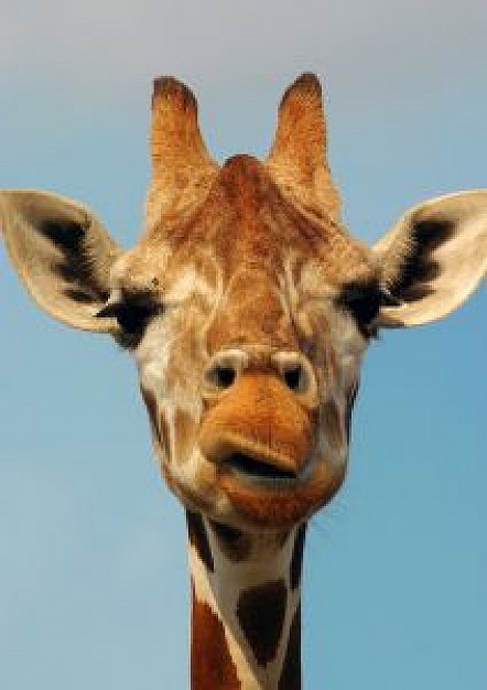 giraffes face front view with light blue background