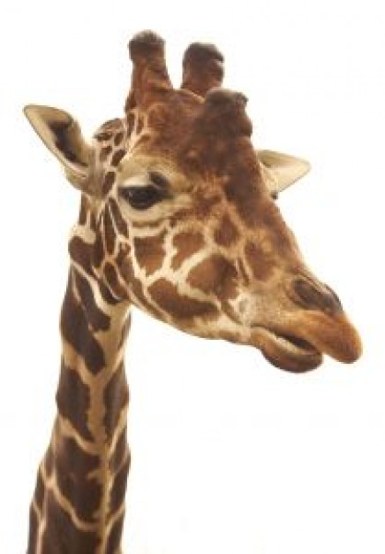 giraffes head close-up facial
