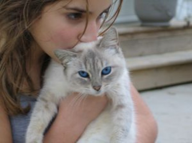 girl kiss cat with blue eyes indoor