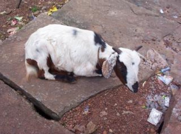 goat alone resting on the stone