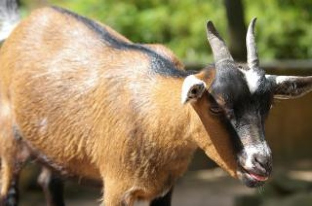 Goat brownwhite about France Sheep