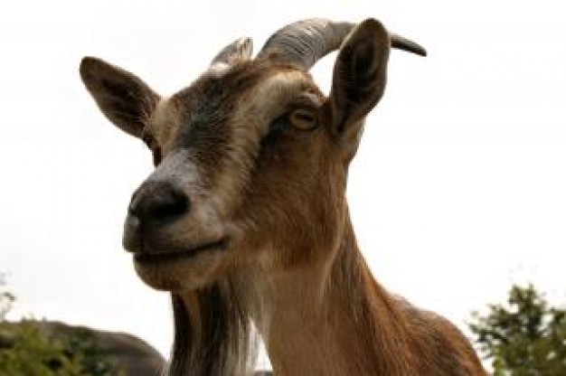 goat closeup hair with white sky background