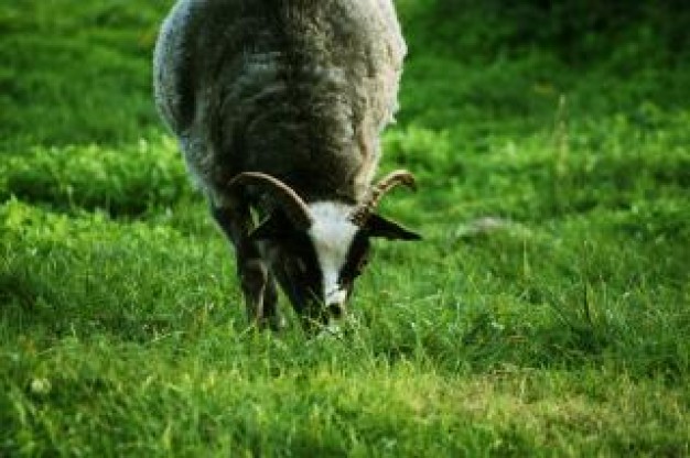 goat domestic eating grass at green grassland