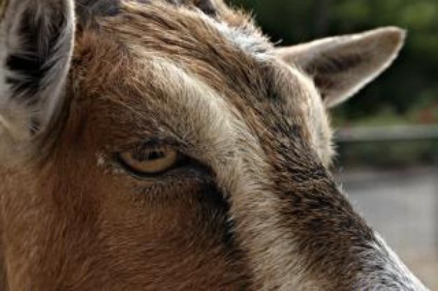 goat eyes and brown hair close-up