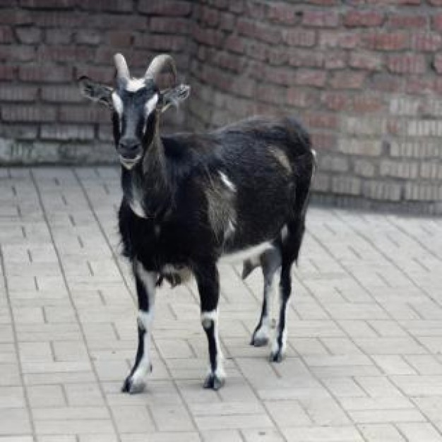 Goat Livestock animal about Agriculture and Forestry animal photo