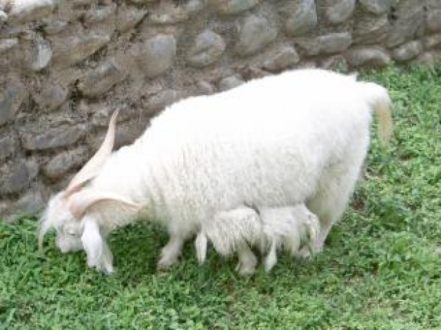 goat pet eating grass at grass of wall corner