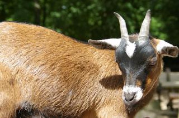 Goat Sheep nature about Livestock Agriculture and Forestry