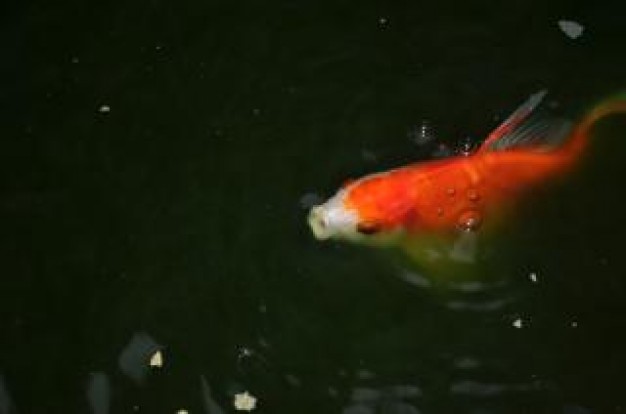 gold fish in a pond swimming out water