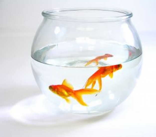 gold fish in glass bowl close-up facial