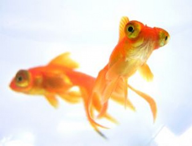 gold fish pair close-up feature