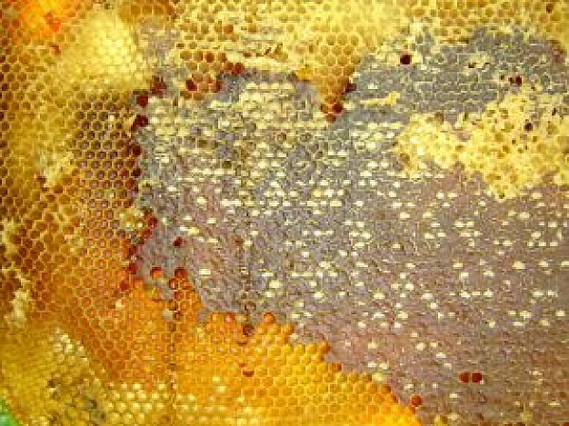 golden bee cells with honey