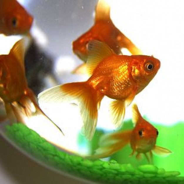 golden fish  in aquarium