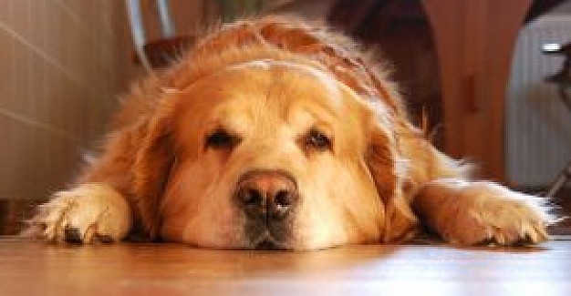 golden karat dog front view lying at wood floor
