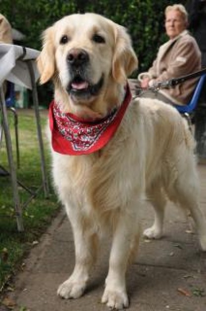 golden retriever with woman at back