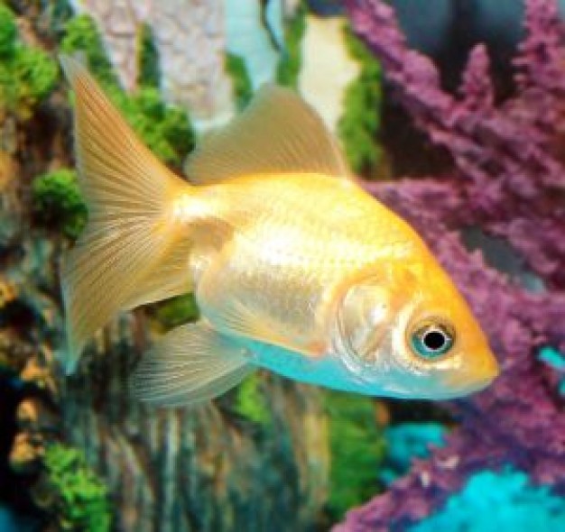 Goldfish Fish about Pets Recreation Freshwater Fish and Aquaria Species