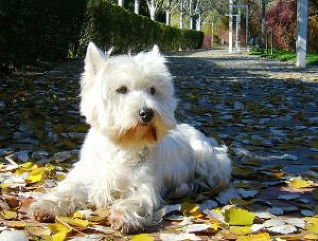 good white dog lying at leaves in forest