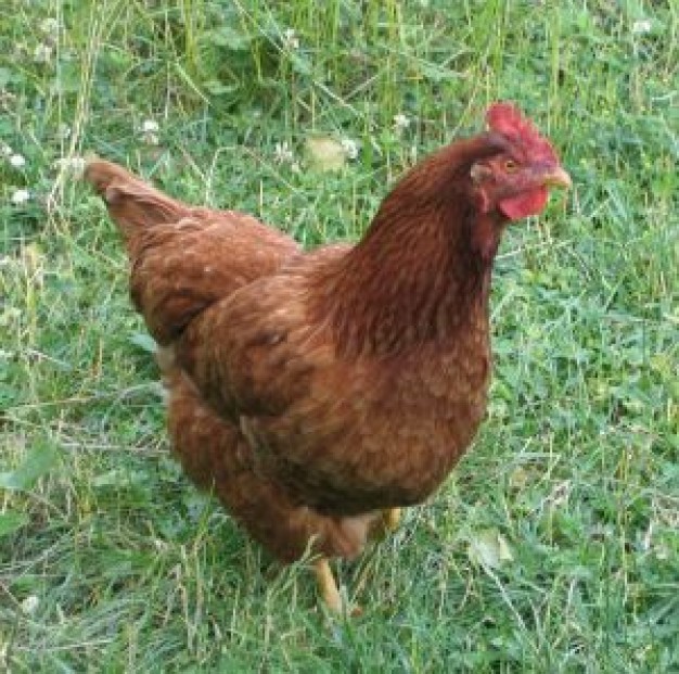 Granny Smith chicken Chicken finding food in grass