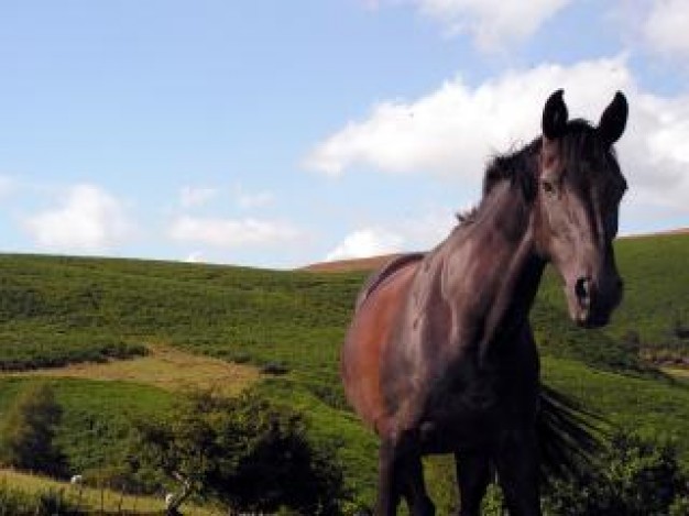 grass landscape tommy green about Kamma Mountains Ogden Mustangs