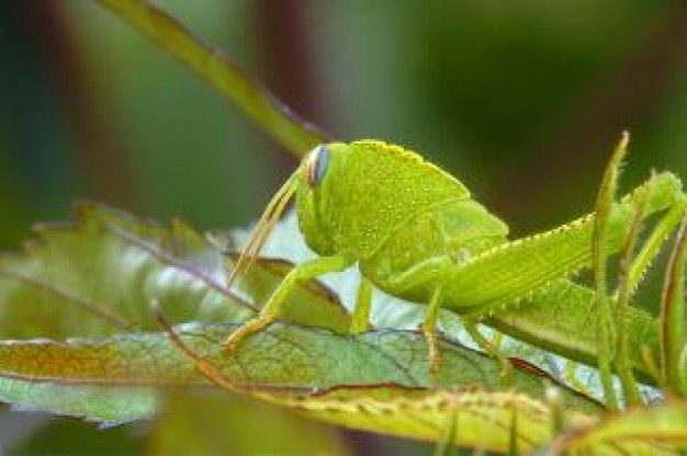 Grasshopper eat on leaf about Insect world close-up