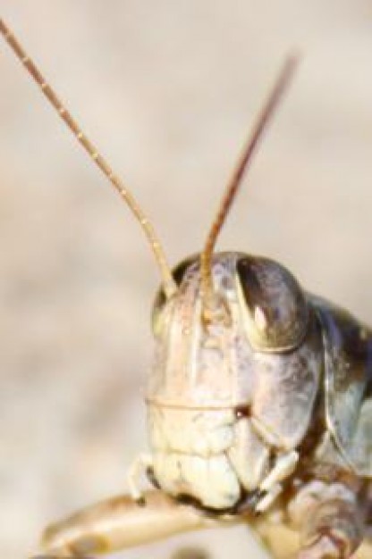 grasshopper hopper head close-up feature
