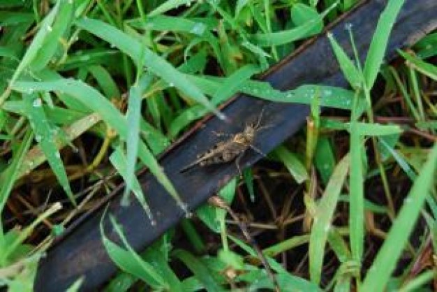grasshopper panel stopping at dark wood over grass