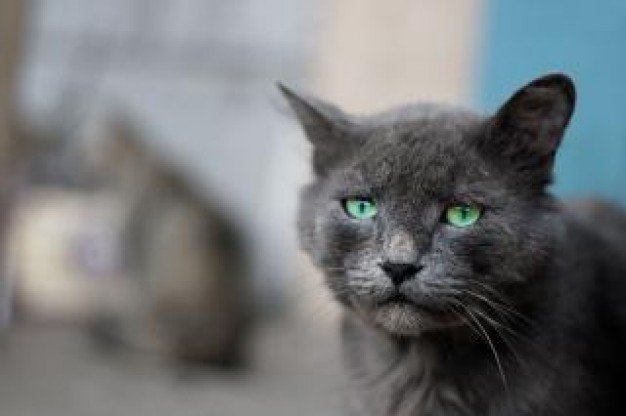 gray cat outdoor with sad expression