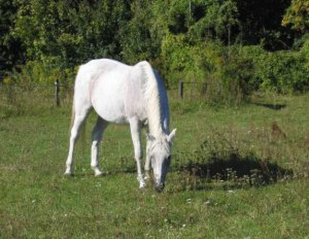 grazing horse eating grass in nature field