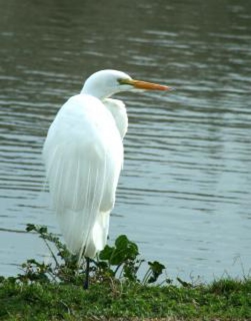 Great Egret white Egret wings about Bird Great Blue Heron