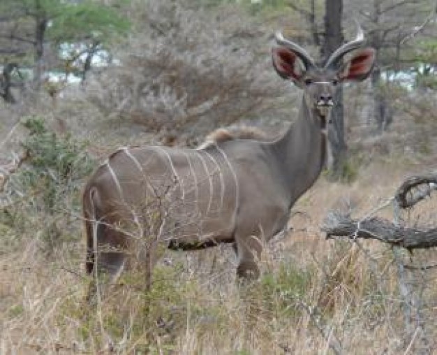 greater kudu watching out in forest