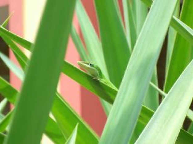 green anole plants of nature with pink things background