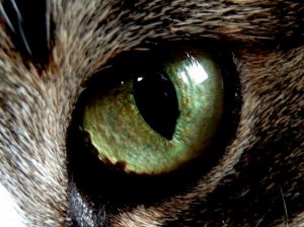 green Brute eye like cat