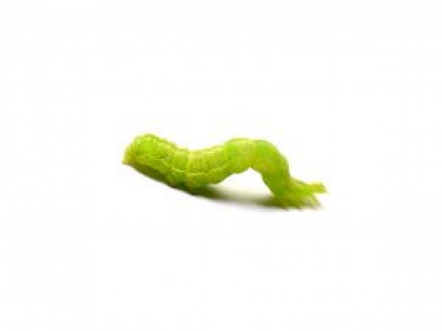 green caterpillar worm crawling over white surface