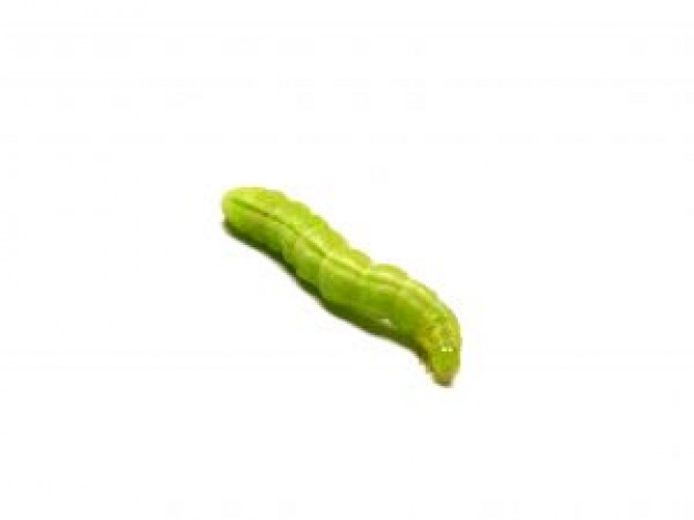 green caterpillar worm feature