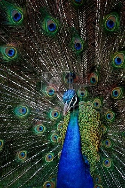 green eyes beautiful Peacock with beautiful feathers