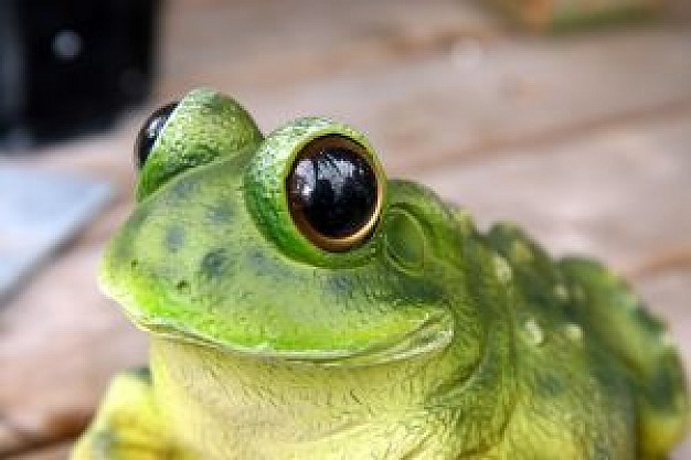 green frog with big eyes