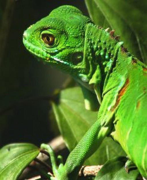 green iguana Lizard watching out on branch