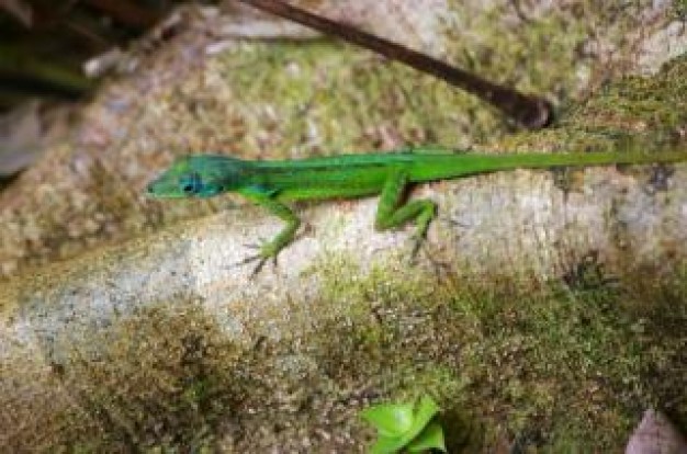 green lizard crawling over forest floor