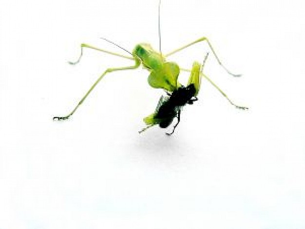 green mantis fighting with ant