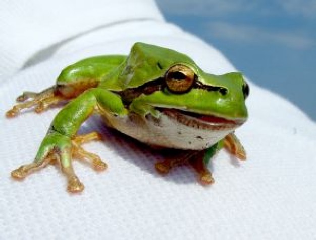 green tree frog standing on white surface