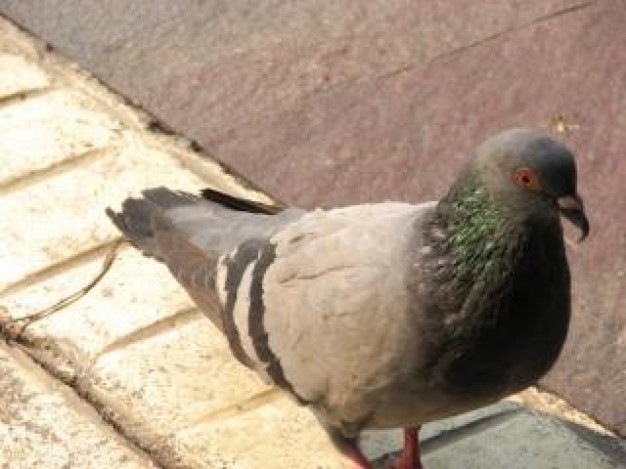 grey Columbidae urban passengerpigeon pigeon walking over rock road about Lena Dunham Bird