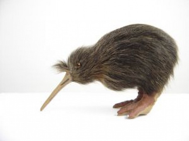 grey kiwi bird side view close-up