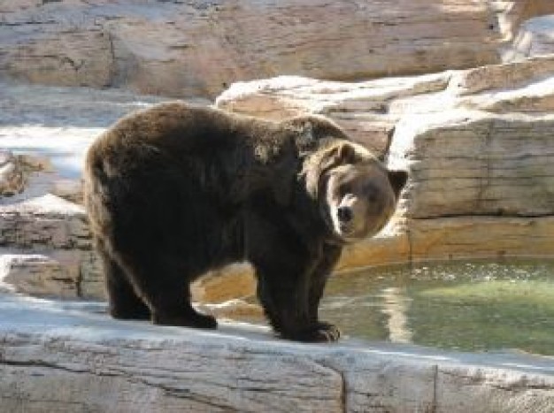 grizzly bear looking back you at pool side