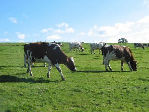 group of cows eating grass under blue sky