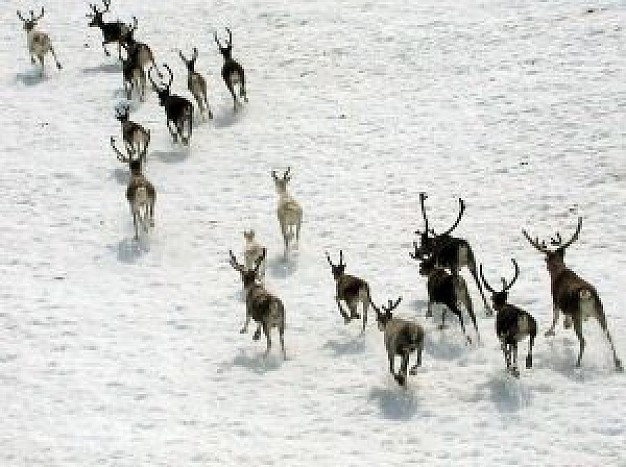 group of reindeer running in snow floor