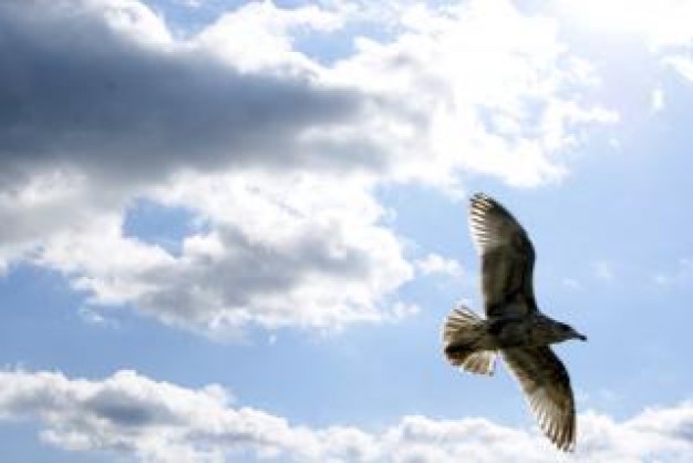 Gull seagull Biology in flight about Ornithology Flora and Fauna