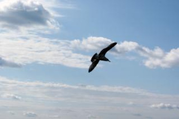 Gull seagull Biology in flight with cloudy and blue sky about Bird Ornithology