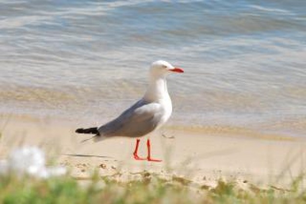 Gull seagull Bird feathers about beach landscape